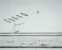 Birds on Antenna
