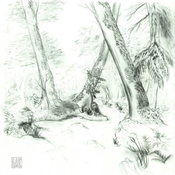 Forest Stream